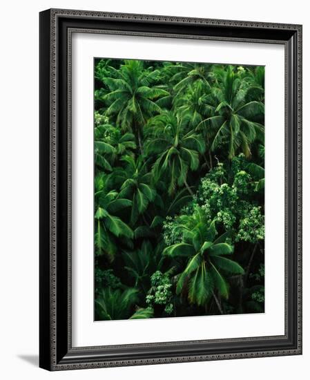 Lush Plants in Hawaiian Rainforest-Ron Watts-Framed Photographic Print