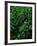 Lush Plants in Hawaiian Rainforest-Ron Watts-Framed Photographic Print