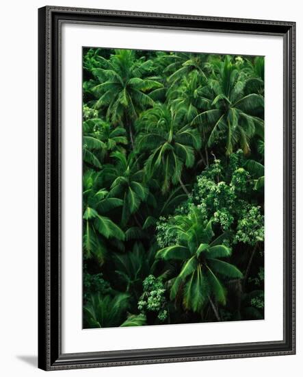 Lush Plants in Hawaiian Rainforest-Ron Watts-Framed Photographic Print