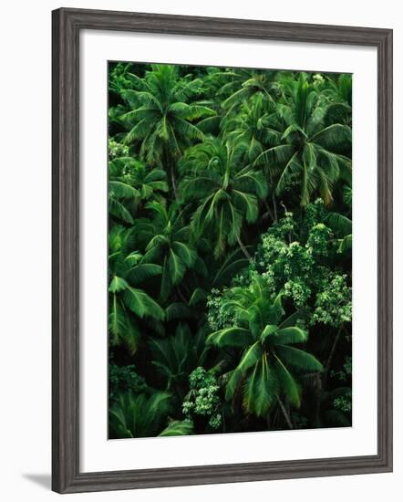 Lush Plants in Hawaiian Rainforest-Ron Watts-Framed Photographic Print