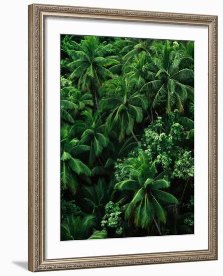 Lush Plants in Hawaiian Rainforest-Ron Watts-Framed Photographic Print