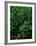 Lush Plants in Hawaiian Rainforest-Ron Watts-Framed Photographic Print