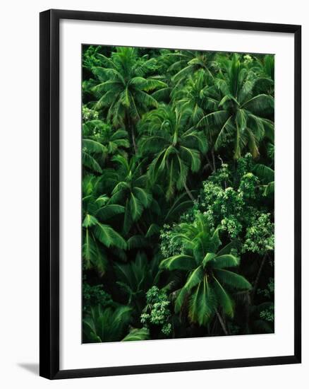 Lush Plants in Hawaiian Rainforest-Ron Watts-Framed Photographic Print