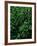 Lush Plants in Hawaiian Rainforest-Ron Watts-Framed Photographic Print