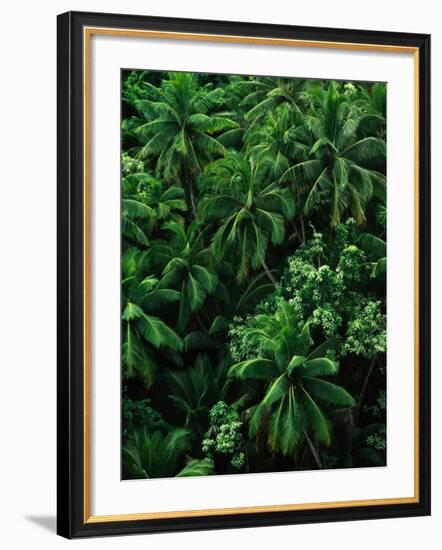 Lush Plants in Hawaiian Rainforest-Ron Watts-Framed Photographic Print