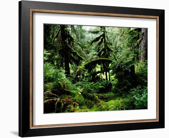 Lush rain forest bordering Prince William Sound-Werner Forman-Framed Giclee Print