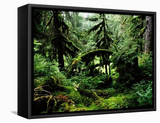 Lush rain forest bordering Prince William Sound-Werner Forman-Framed Premier Image Canvas