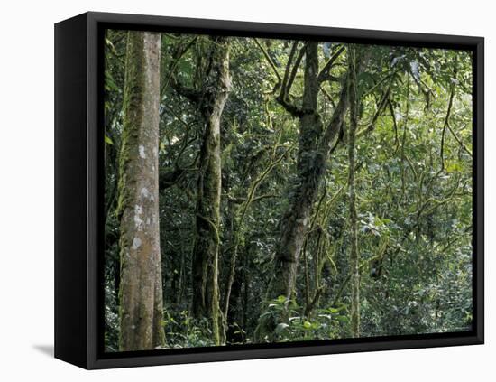 Lush Rainforest Foliage, Uganda-Gavriel Jecan-Framed Premier Image Canvas