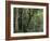 Lush Rainforest Foliage, Uganda-Gavriel Jecan-Framed Photographic Print