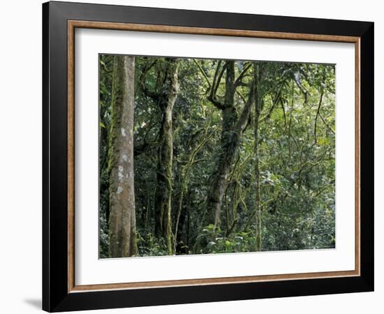 Lush Rainforest Foliage, Uganda-Gavriel Jecan-Framed Photographic Print