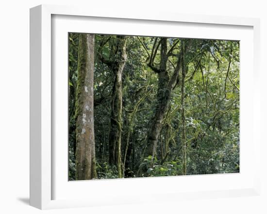 Lush Rainforest Foliage, Uganda-Gavriel Jecan-Framed Photographic Print