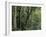 Lush Rainforest Foliage, Uganda-Gavriel Jecan-Framed Photographic Print