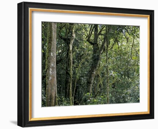 Lush Rainforest Foliage, Uganda-Gavriel Jecan-Framed Photographic Print