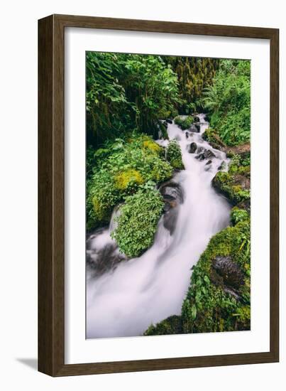 Lush Spring Creek, Columbia River Gorge, Oregon-Vincent James-Framed Photographic Print