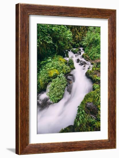 Lush Spring Creek, Columbia River Gorge, Oregon-Vincent James-Framed Photographic Print