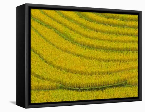 Lush, Terraced Rice Paddies Create Textured Landscapes in Hmong Hill Tribe Country, Sapa, Vietnam-Dan Morris-Framed Premier Image Canvas