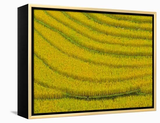 Lush, Terraced Rice Paddies Create Textured Landscapes in Hmong Hill Tribe Country, Sapa, Vietnam-Dan Morris-Framed Premier Image Canvas