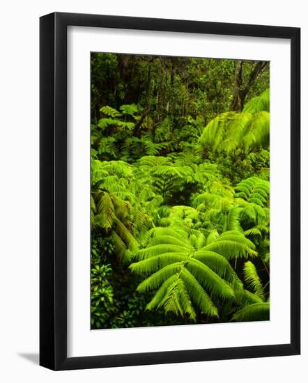 Lush tropical greenery in Hawaii Volcanoes National Park, Big Island, Hawaii-Jerry Ginsberg-Framed Photographic Print