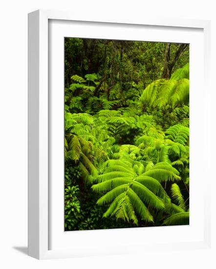 Lush tropical greenery in Hawaii Volcanoes National Park, Big Island, Hawaii-Jerry Ginsberg-Framed Photographic Print