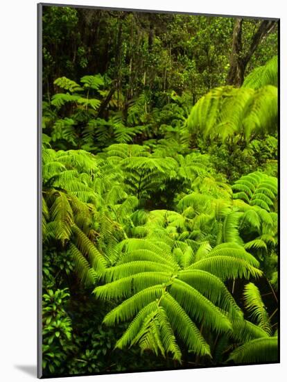 Lush tropical greenery in Hawaii Volcanoes National Park, Big Island, Hawaii-Jerry Ginsberg-Mounted Photographic Print