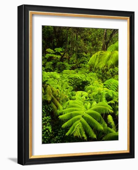 Lush tropical greenery in Hawaii Volcanoes National Park, Big Island, Hawaii-Jerry Ginsberg-Framed Photographic Print