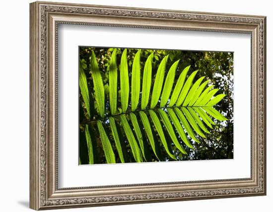 Lush Vegetation of Forest Floor at the Los Angeles Cloud Forest Reserve-null-Framed Photographic Print