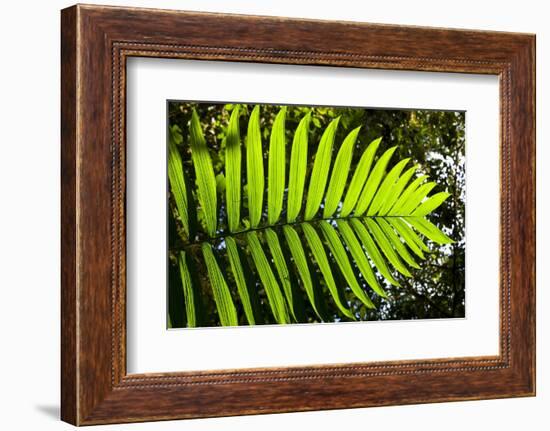 Lush Vegetation of Forest Floor at the Los Angeles Cloud Forest Reserve-null-Framed Photographic Print