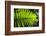 Lush Vegetation of Forest Floor at the Los Angeles Cloud Forest Reserve-null-Framed Photographic Print