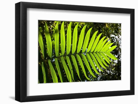 Lush Vegetation of Forest Floor at the Los Angeles Cloud Forest Reserve-null-Framed Photographic Print