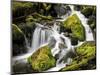 Lush Waterfall, Olympic National Park, Washington, USA-Tom Norring-Mounted Photographic Print