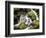 Lush Waterfall, Olympic National Park, Washington, USA-Tom Norring-Framed Photographic Print