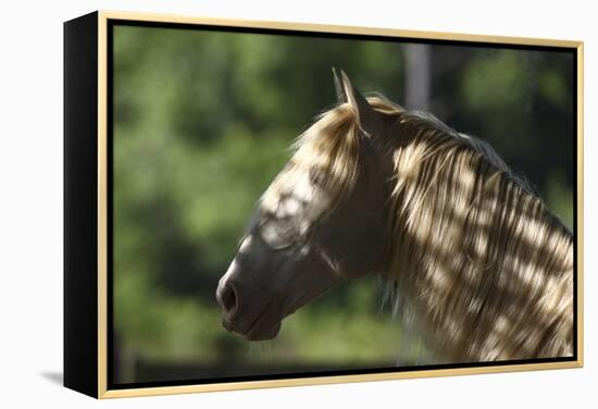 Lusitano 002-Bob Langrish-Framed Premier Image Canvas