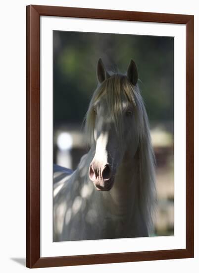 Lusitano 003-Bob Langrish-Framed Photographic Print