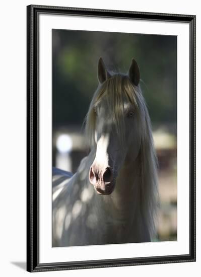 Lusitano 003-Bob Langrish-Framed Photographic Print