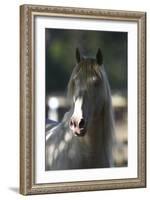 Lusitano 003-Bob Langrish-Framed Photographic Print