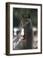Lusitano 003-Bob Langrish-Framed Photographic Print