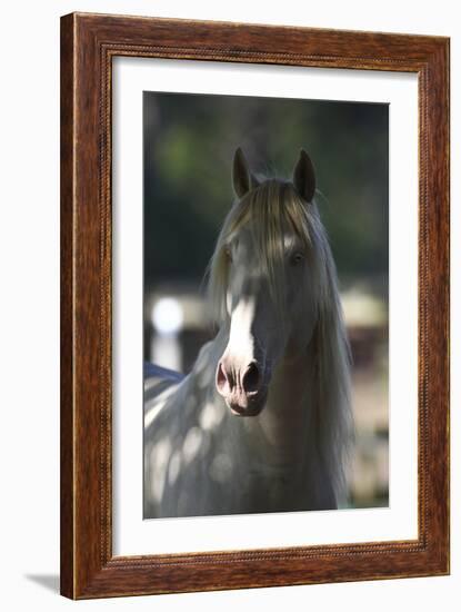 Lusitano 003-Bob Langrish-Framed Photographic Print