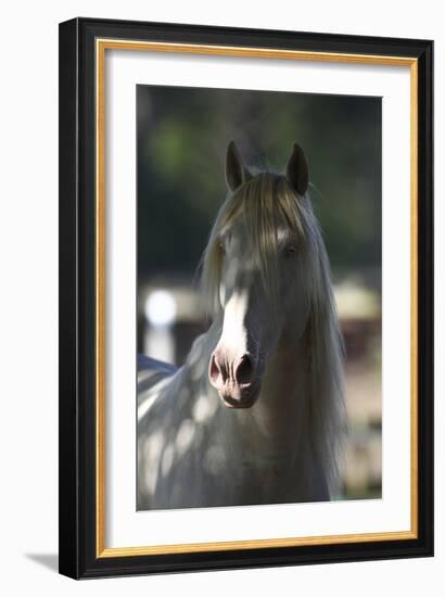 Lusitano 003-Bob Langrish-Framed Photographic Print