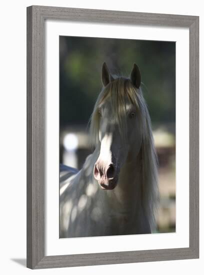 Lusitano 003-Bob Langrish-Framed Photographic Print