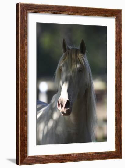 Lusitano 003-Bob Langrish-Framed Photographic Print