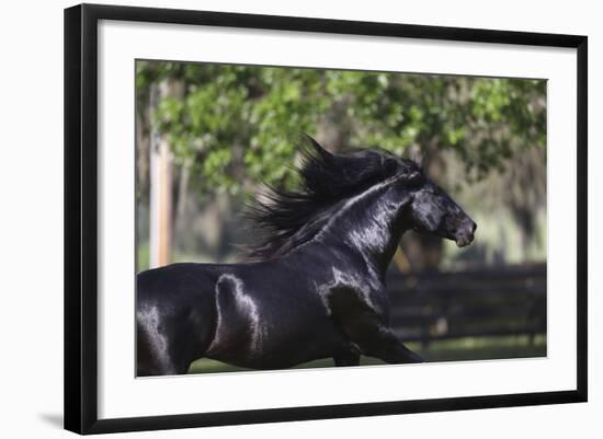 Lusitano 004-Bob Langrish-Framed Photographic Print