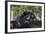 Lusitano 004-Bob Langrish-Framed Photographic Print