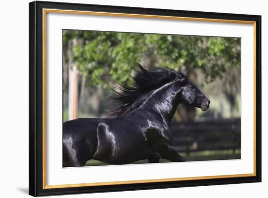 Lusitano 004-Bob Langrish-Framed Photographic Print