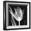 Lusty Tulip 2-Albert Koetsier-Framed Art Print