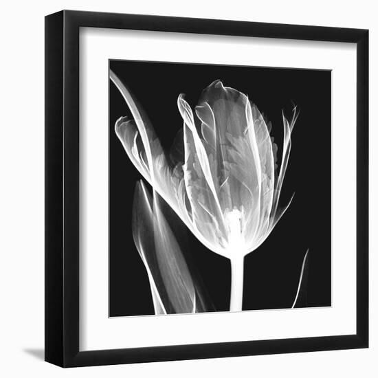 Lusty Tulip 2-Albert Koetsier-Framed Art Print