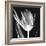 Lusty Tulip 2-Albert Koetsier-Framed Premium Giclee Print