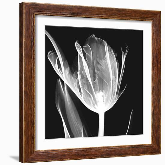 Lusty Tulip 2-Albert Koetsier-Framed Premium Giclee Print