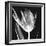 Lusty Tulip 2-Albert Koetsier-Framed Premium Giclee Print