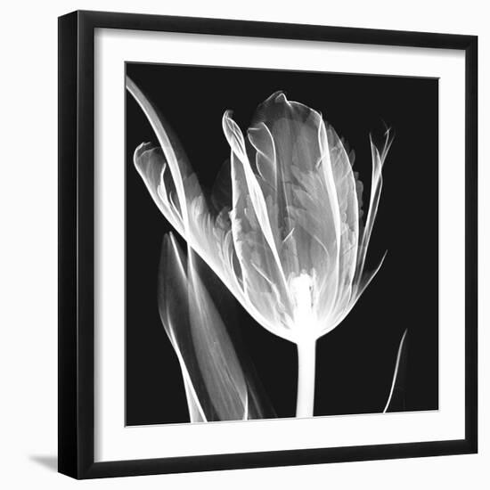 Lusty Tulip 2-Albert Koetsier-Framed Premium Giclee Print