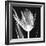 Lusty Tulip 2-Albert Koetsier-Framed Premium Giclee Print